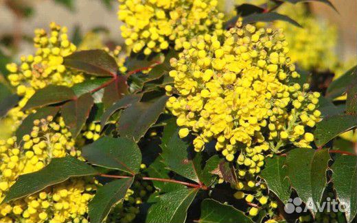 Магония, семена