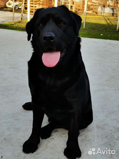 Лабрадор для вязки