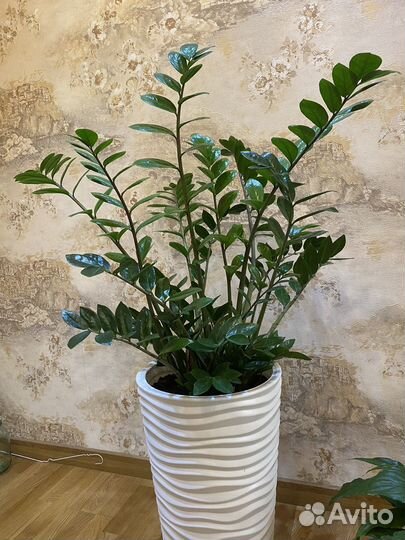 Замиокулькас