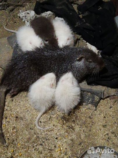 Нутрии на завод