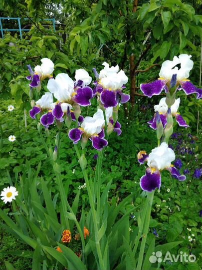 Ирисы, ромашки (куст с корнем)