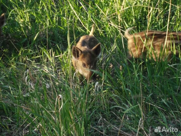 Поросята Дикие кабаны полосатики