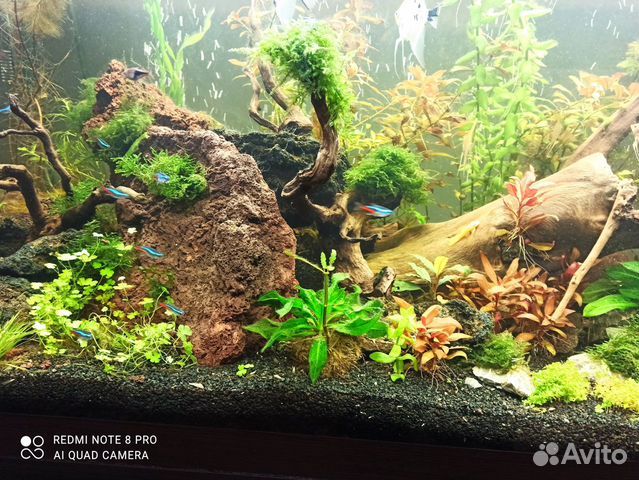 Аквариумные растения и рыбки