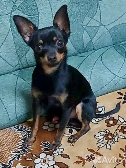 Русский той-терьер мини