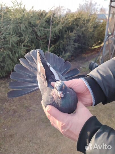 Николаевские голуби