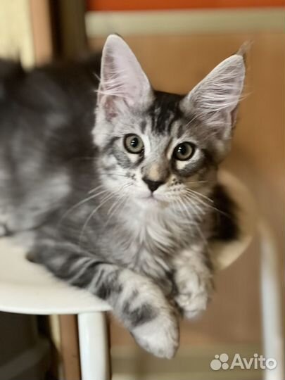 Кошечка