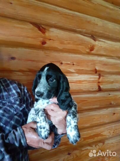 Собака спаниель