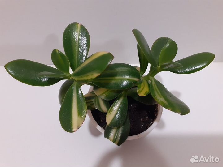 Крассула вариегатная