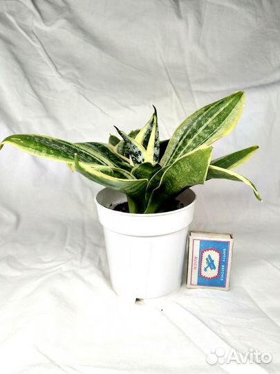 Сансевиерия (мини) Ханни Маргината