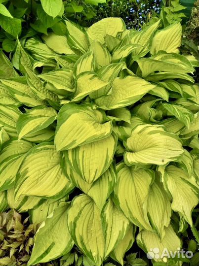 Хоста садовая многолетка