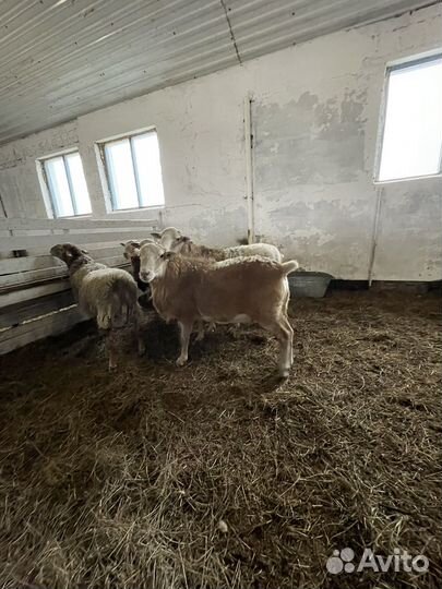 Овцы бараны Катумские