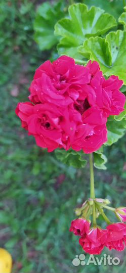 Пеларгония(герань)