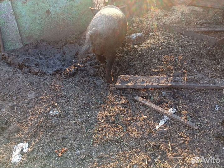 Хряк, венгерской мангалицы