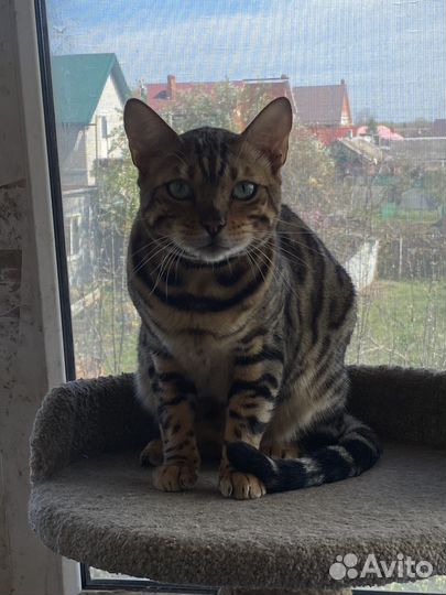 Бенгальский кот