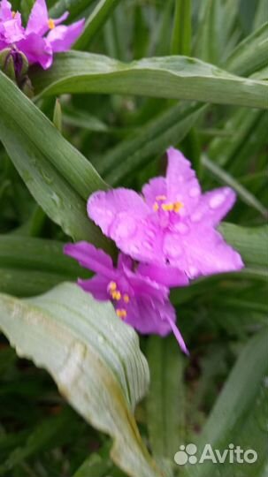 Ирисы бородатые