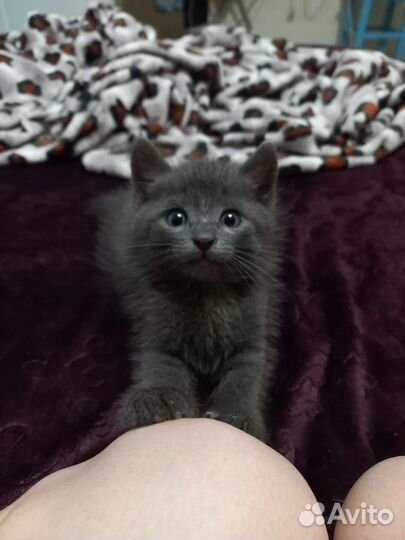 Серый пушистик ищет дом и любящую семью