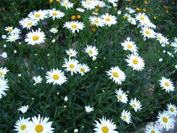 Ромашка садовая