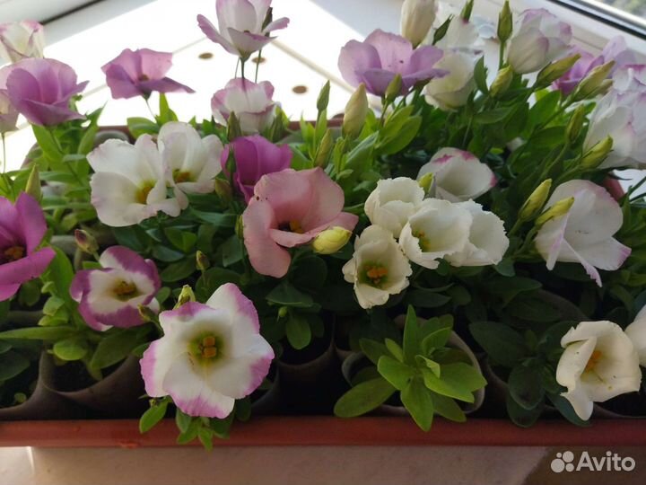 Эустома Пеларгония