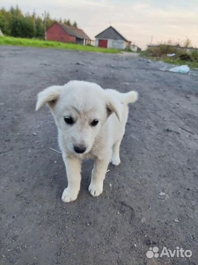 Щенки в добрые руки