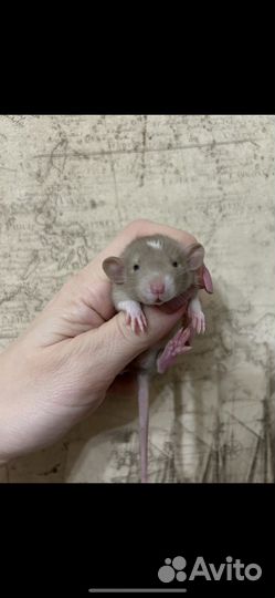 Крысята Дамбо много окрасов.Доставка