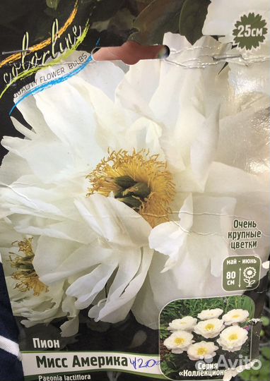 Пионы саженцы