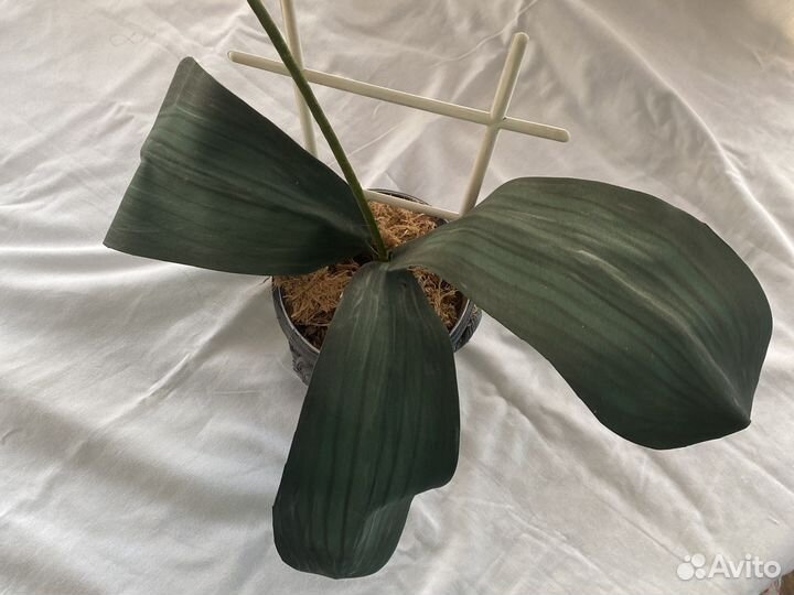 Искусственные цветы