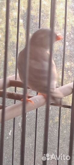 Зебровые амадины