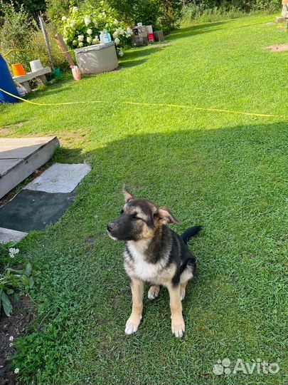 Щенки-подкидыши Бони (д.) и Дозор (м.) - 6/7 месяц