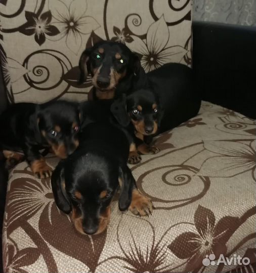 Карликовая такса щенки