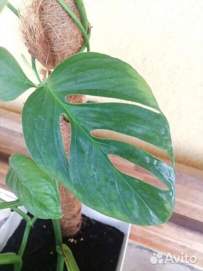 Монстера Пиннатипартита