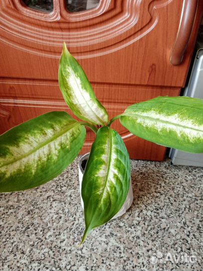 Монстера Альба и другие