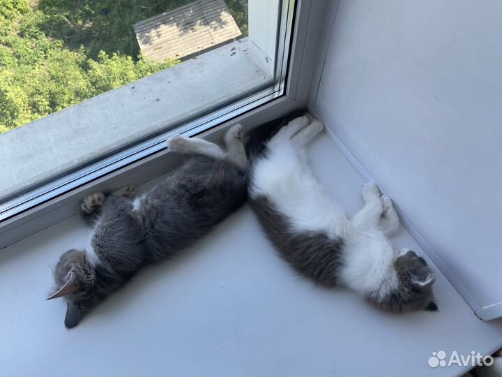 Котята