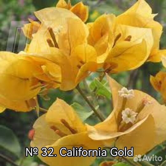 Бугенвиллия