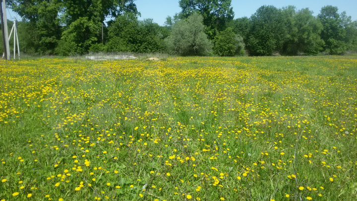 Участок 15 сот. (ИЖС)