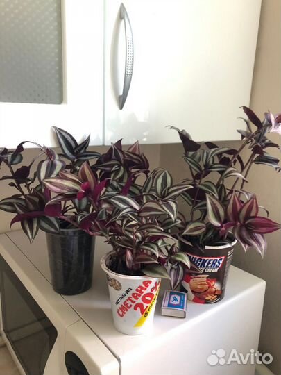 Традесканция