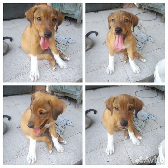 Щенки 3мес