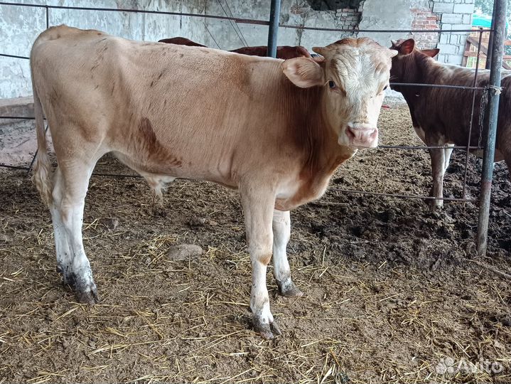 Телята бычки