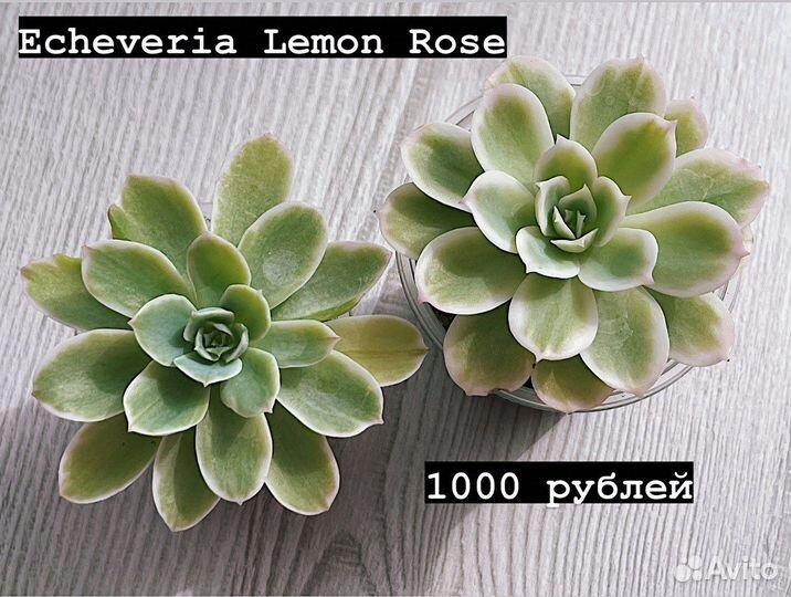 Суккуленты. Эхеверии