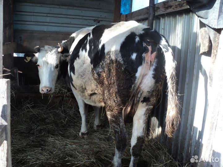 Продам корову и стельную телку