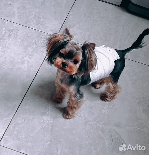 Вязка с кобелем