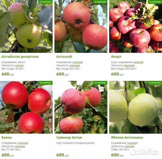 Саженцы Яблонь. Более 40 сортов. Закрытая корневая