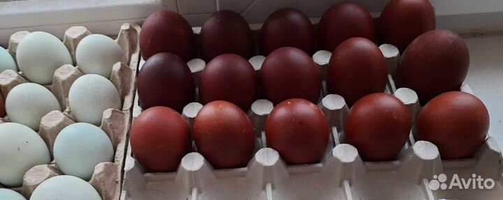 Инкубационное яйцо Маран