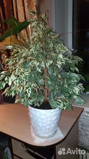 Фикус Бенджамина