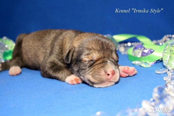 Ксоло в шерсти. Большой размер. Девочка