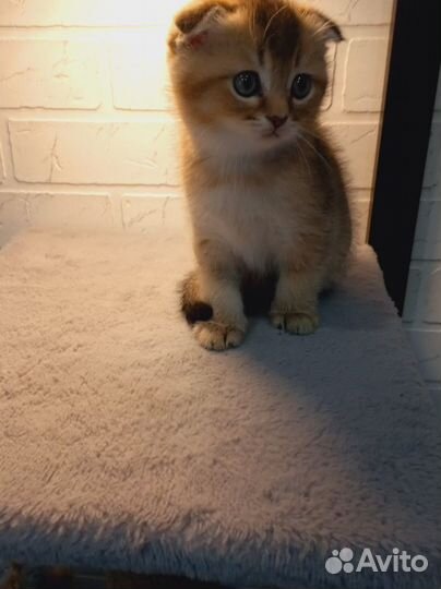 Шотландский вислоухий кот