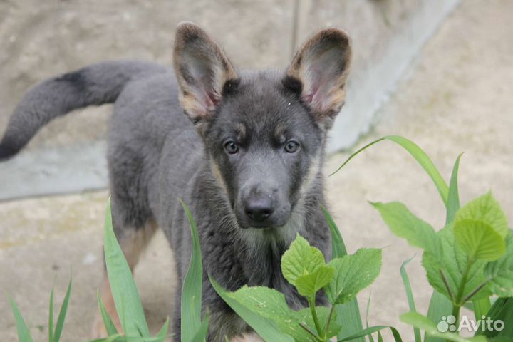 Голубая овчарка