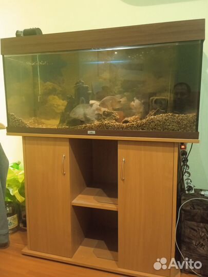 Аквариумные рыбки