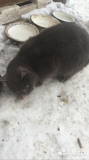 Дымчатый кот ищет дом