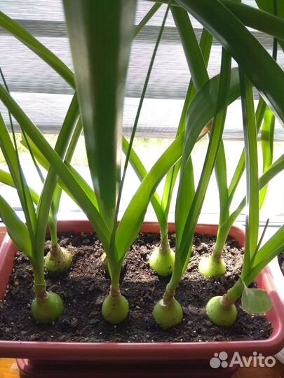 Индийский лук