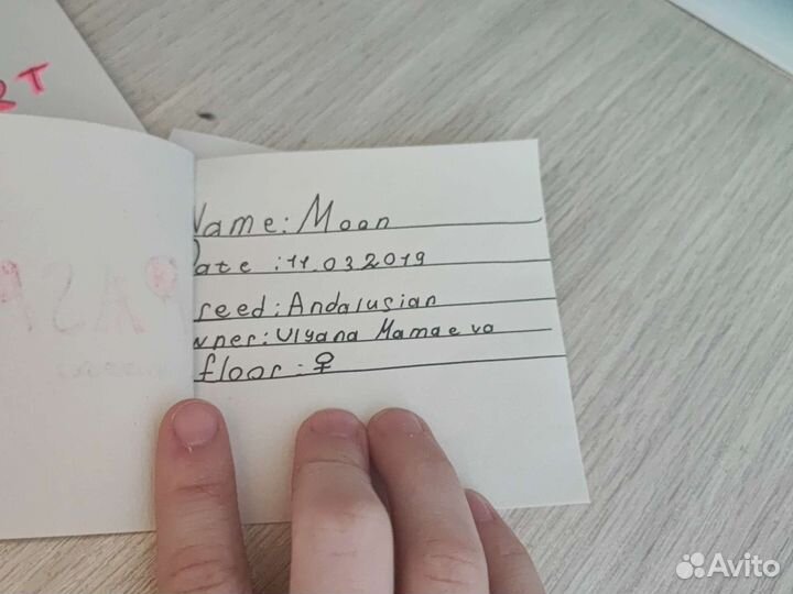 Паспорта для хоббихорса